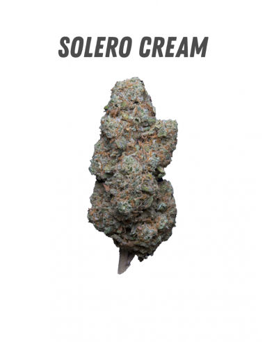 Pack découverte WENEED