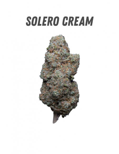 Pack découverte WENEED